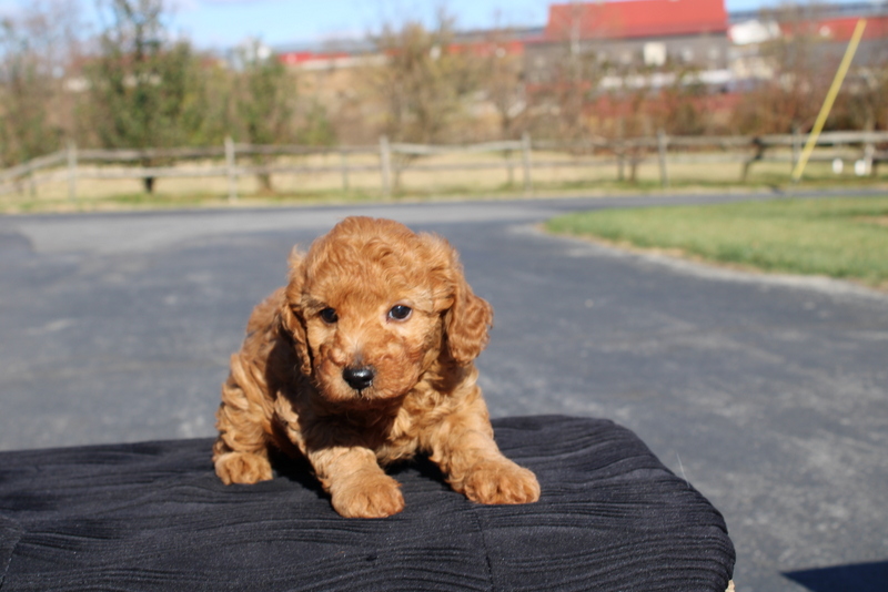 puppy, for, sale, Mini Poodle, Matthew B. Stoltzfus, dog, breeder, Gap, PA, dog-breeder, puppy-for-sale, forsale, nearby, find, puppyfind, locator, puppylocator, aca